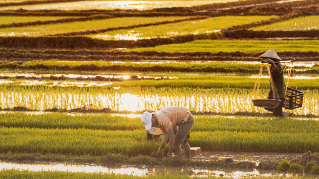 Quy trình Sản xuất