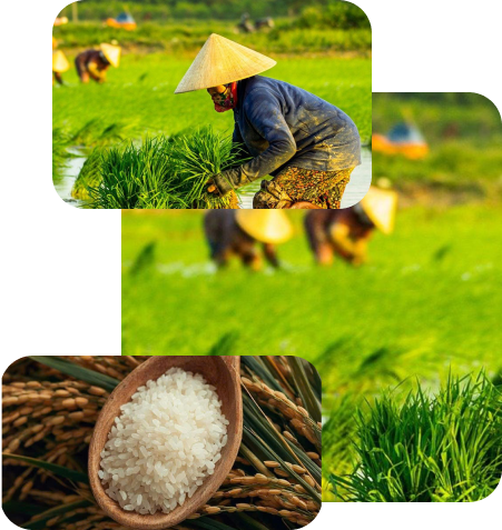 Thực phẩm đối với người dân Việt Nam